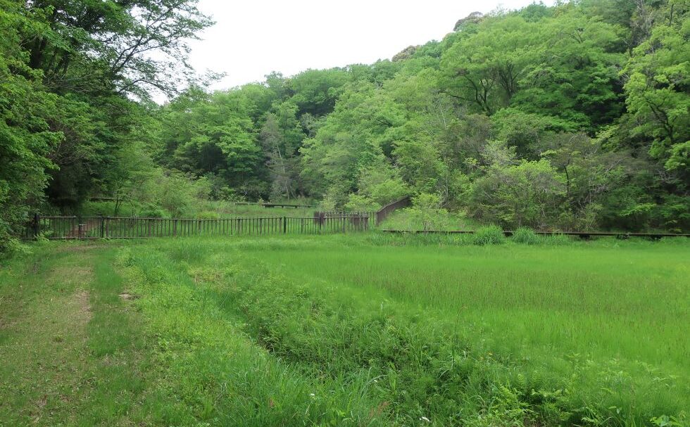 矢並湿地