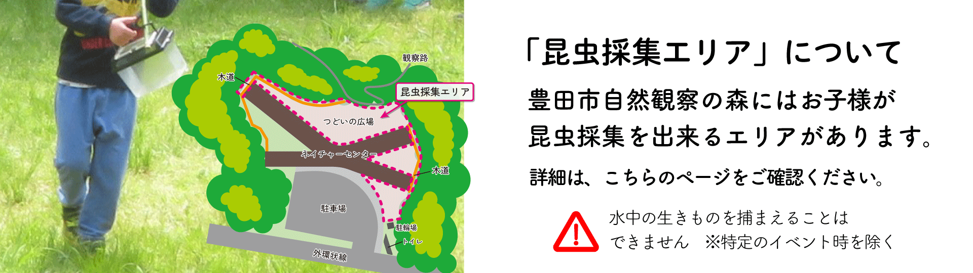 昆虫採集エリア