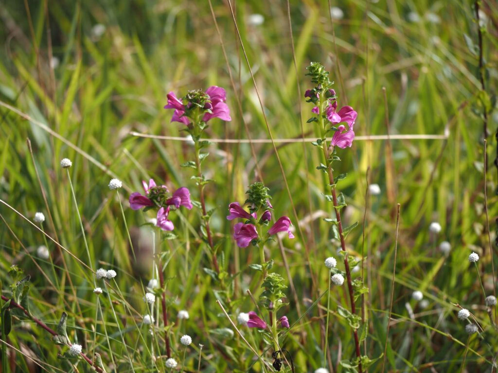 ミカワシオガマ