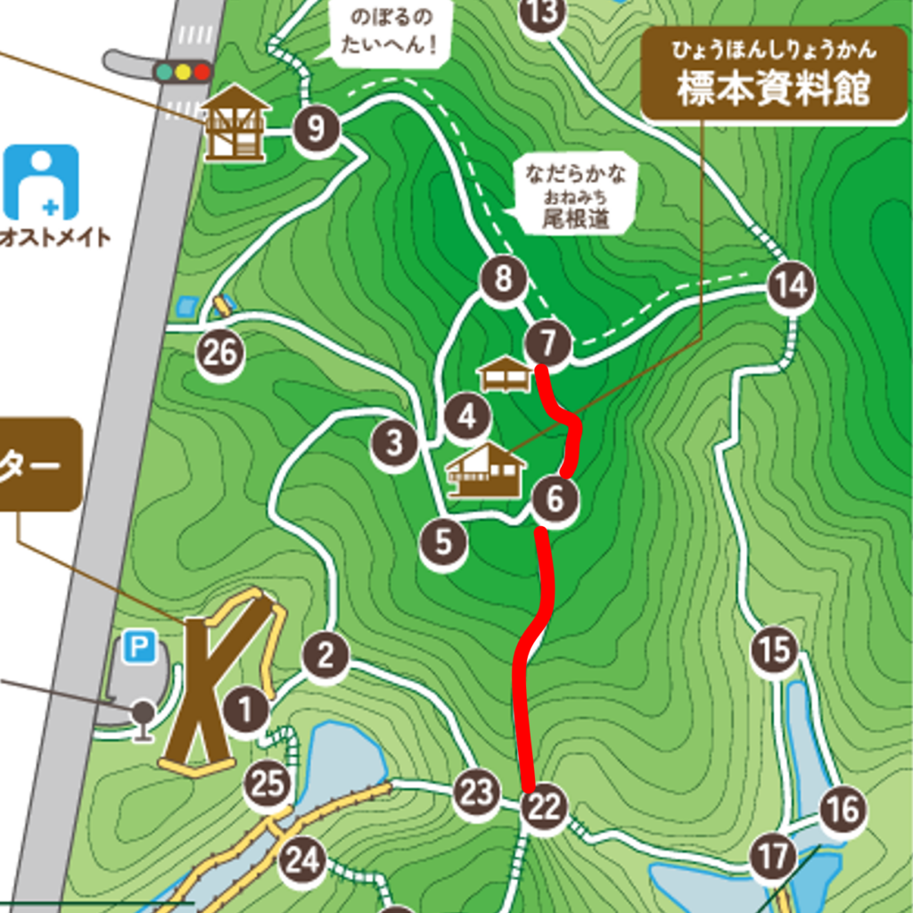 観察路地図
7から22の間で伐採作業を実施します